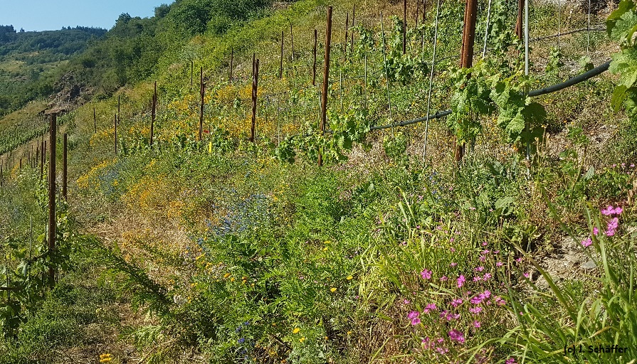 Biodiversität im Weinberg fördern – Mehr Leben zwischen den Reben
